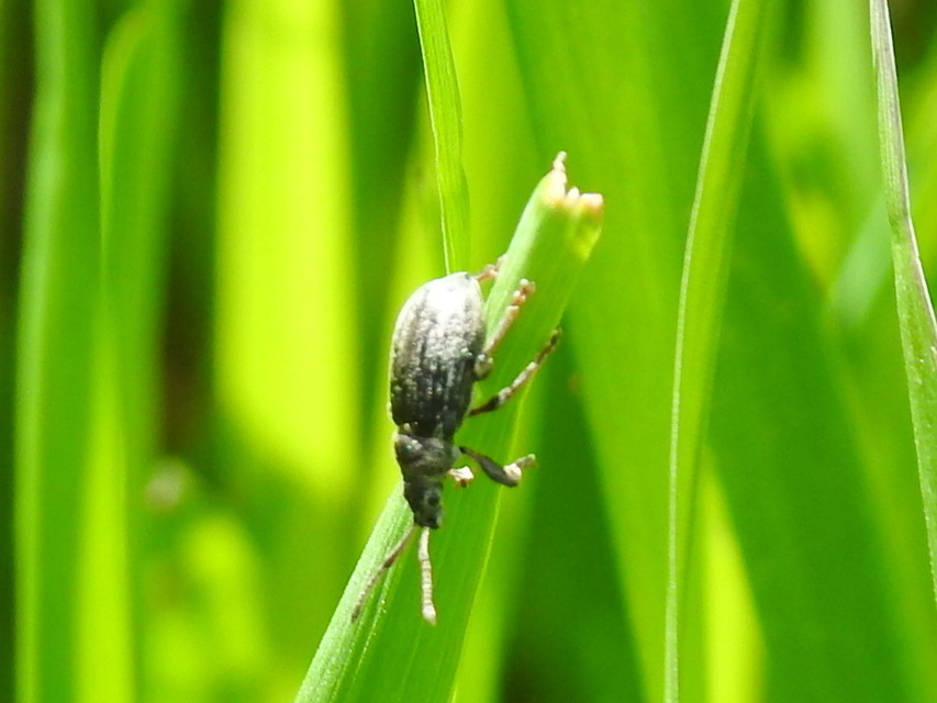 Phyllobius pyri - gyümölcsfa-levélormányos