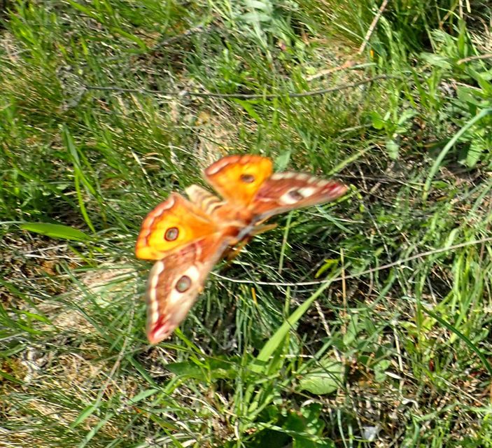 Saturnia pavoniella/pavonia