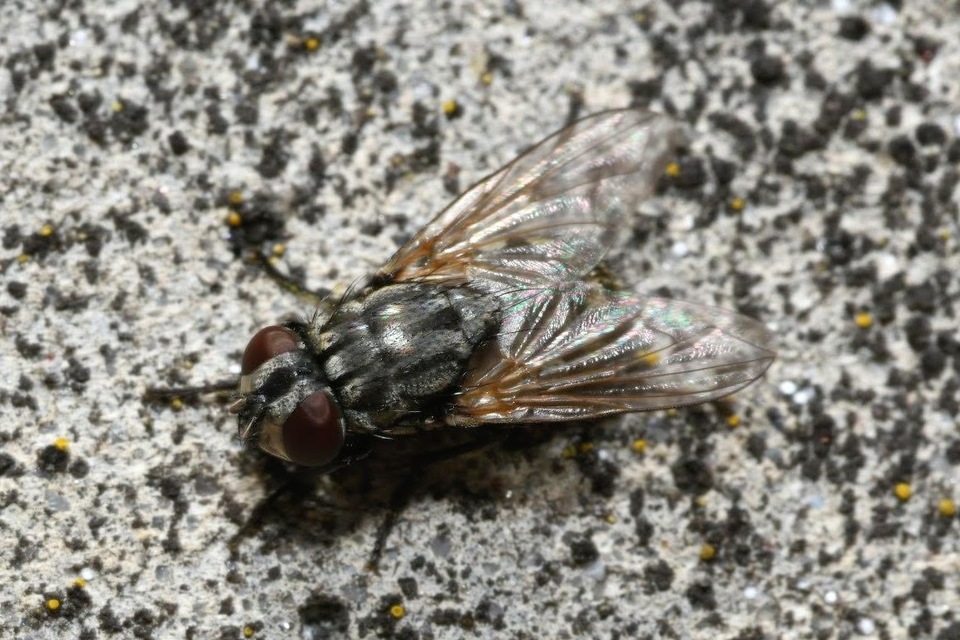 Musca autumnalis - tanyai légy