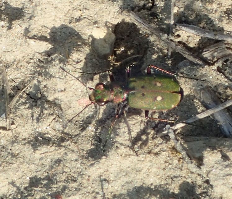 Cicindela campestris - mezei homokfutrinka