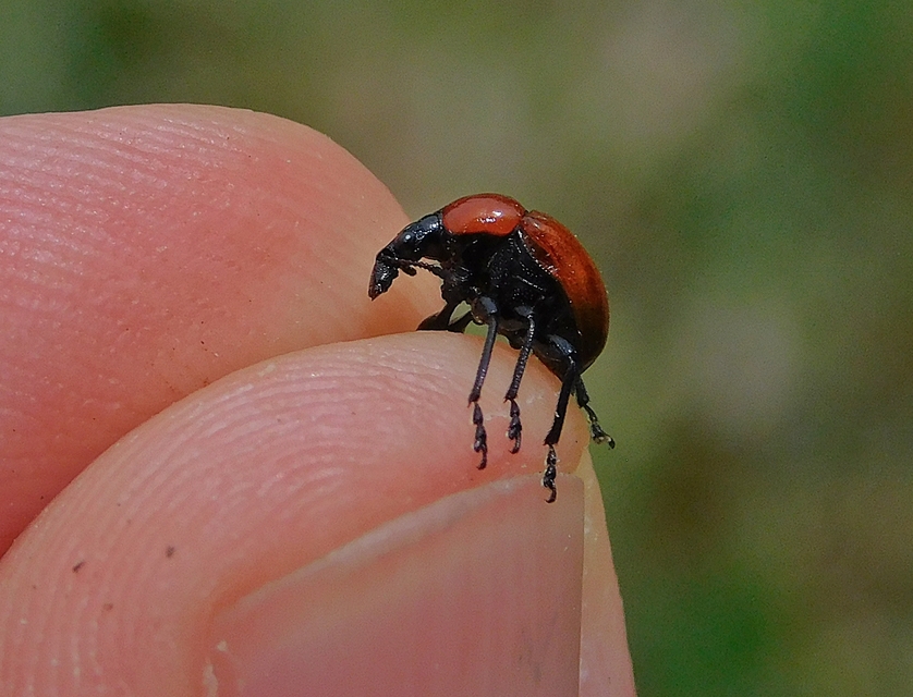 Attelabus nitens - tölgy-levélsodró