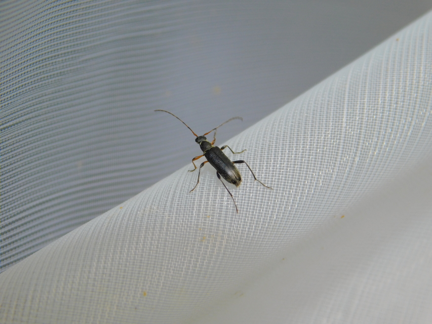 Grammoptera ruficornis - gyűrűscsápú galagonyacincér Grammoptera ruficornis - gyűrűscsápú galagonyacincér