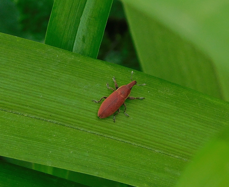 Lixus angustus - rövid dudvabarkó