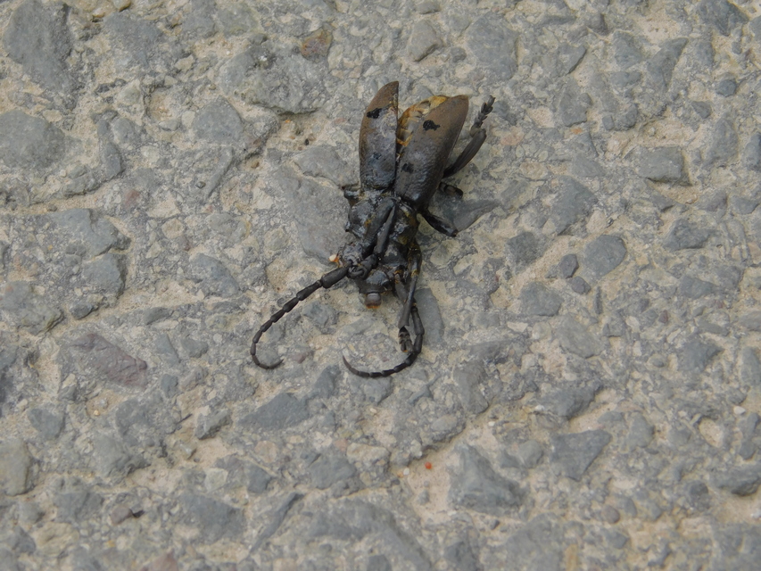 Herophila tristis - selymes alkonycincér