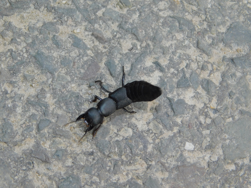 Ocypus ophthalmicus - kék holyva