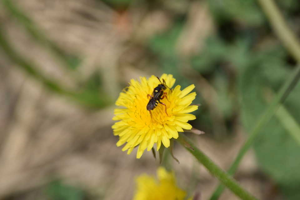 Nomada