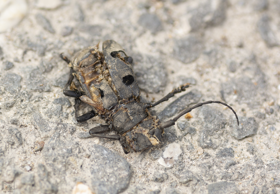 Morimus asper funereus - gyászcincér
