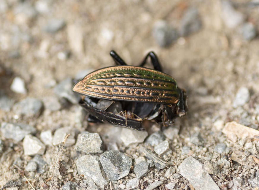 Carabus ulrichii - rezes futrinka Carabus ulrichii - rezes futrinka