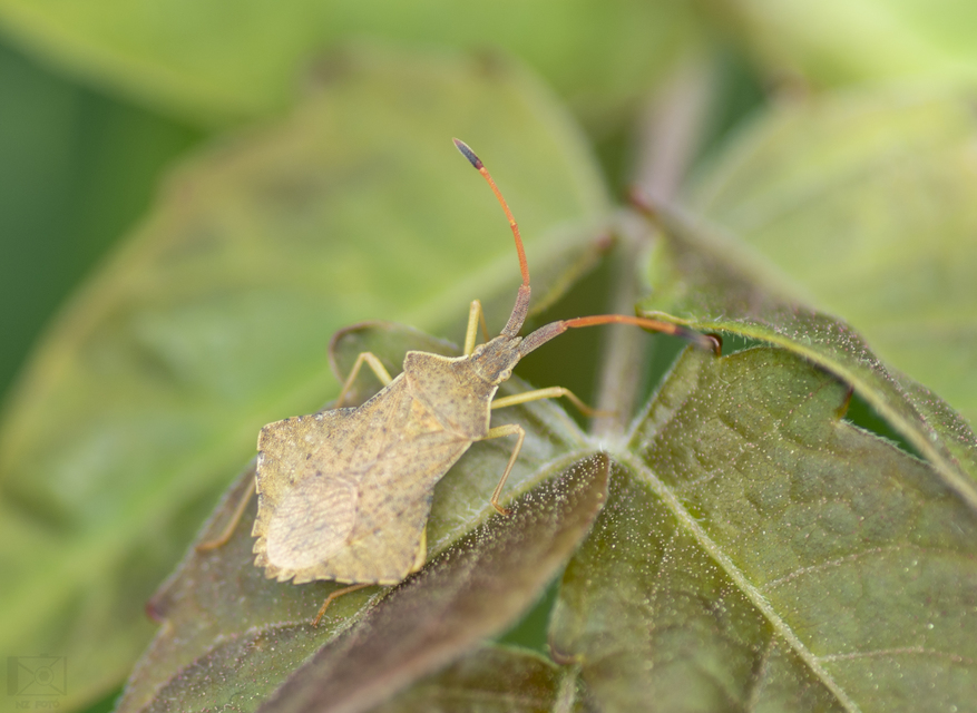 Syromastus rhombeus - vitorlás karimáspoloska