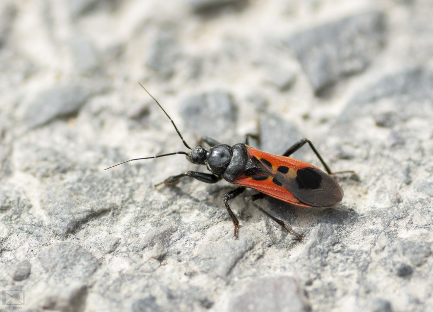 Peirates hybridus - foltos rablópoloska