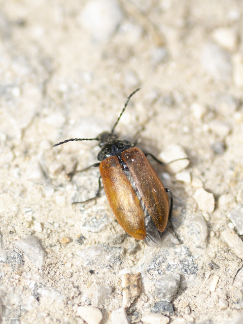 Omophlus proteus - közönséges pejbogár Omophlus proteus - közönséges pejbogár