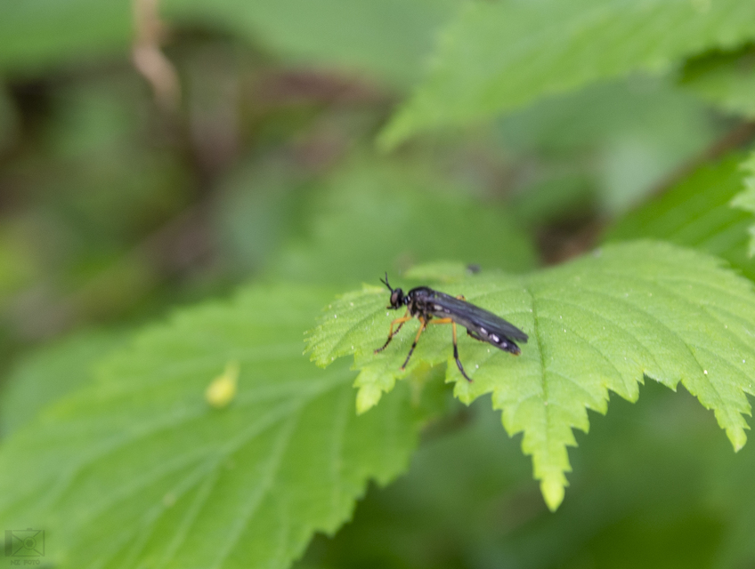 Dioctria