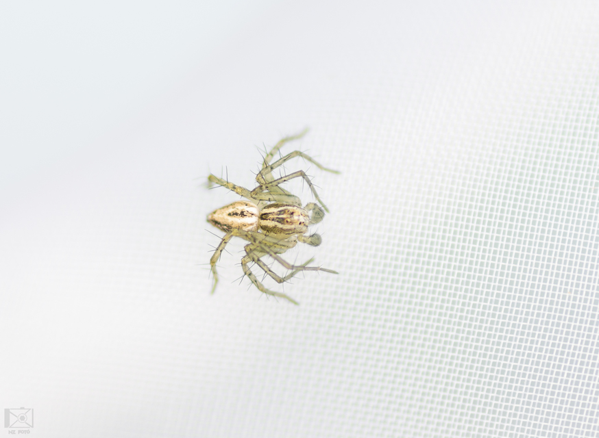 Oxyopes lineatus