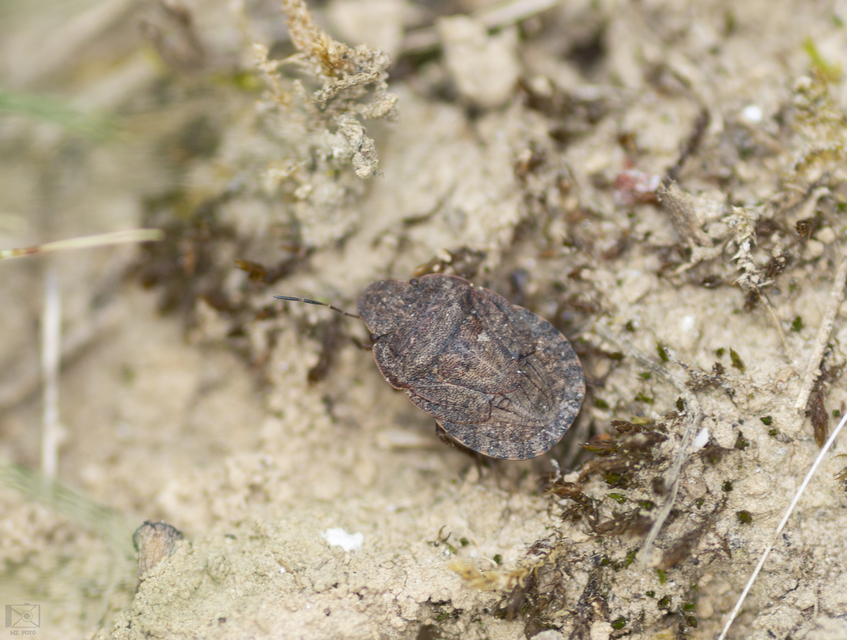 Sciocoris Sciocoris
