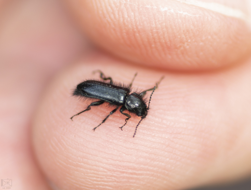Enicopus pilosus - bundás karimásbogár
