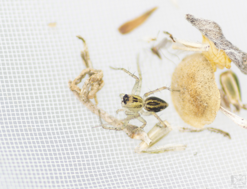 Oxyopes