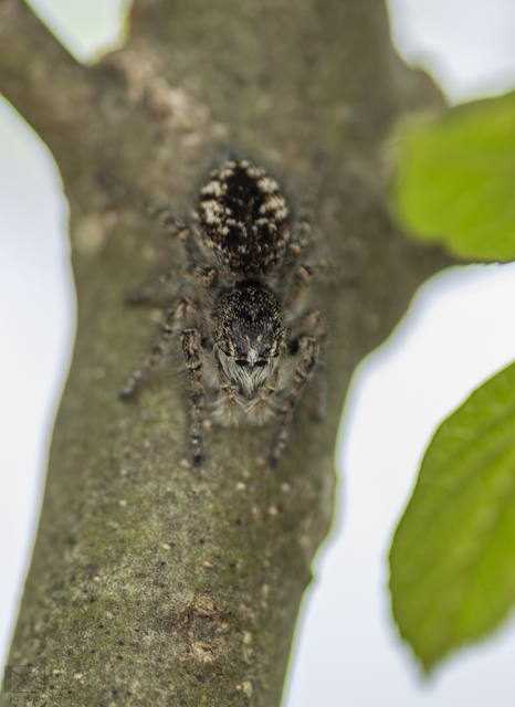 Philaeus chrysops - piros ugrópók