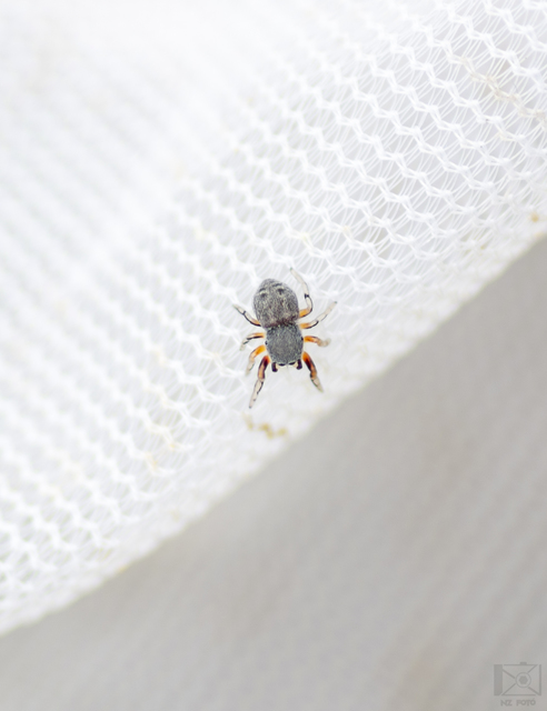 Ballus rufipes