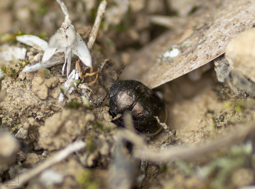 Thyreocoris