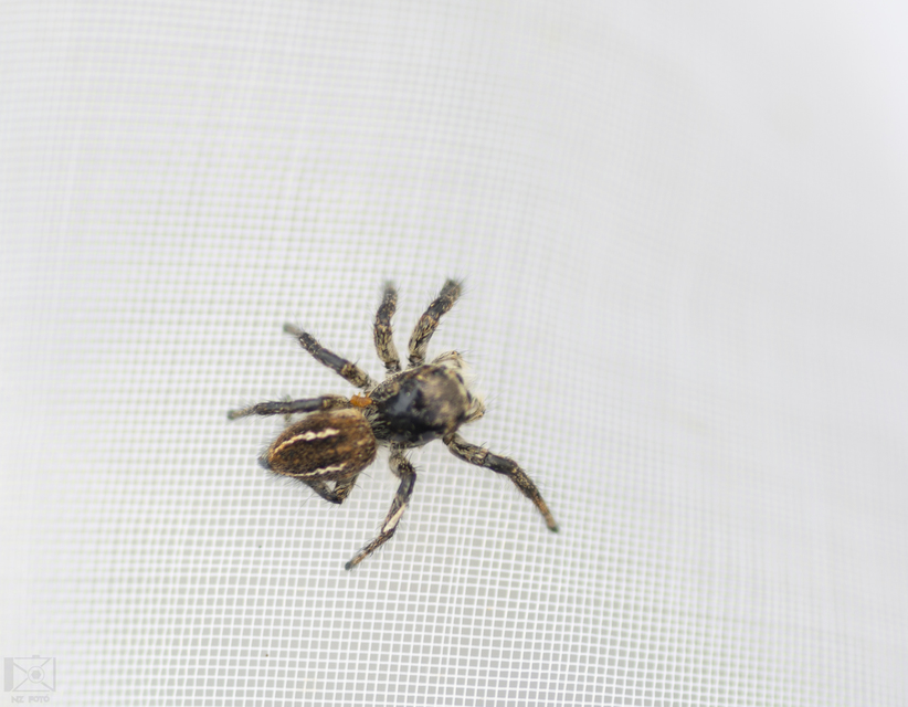 Philaeus chrysops - piros ugrópók