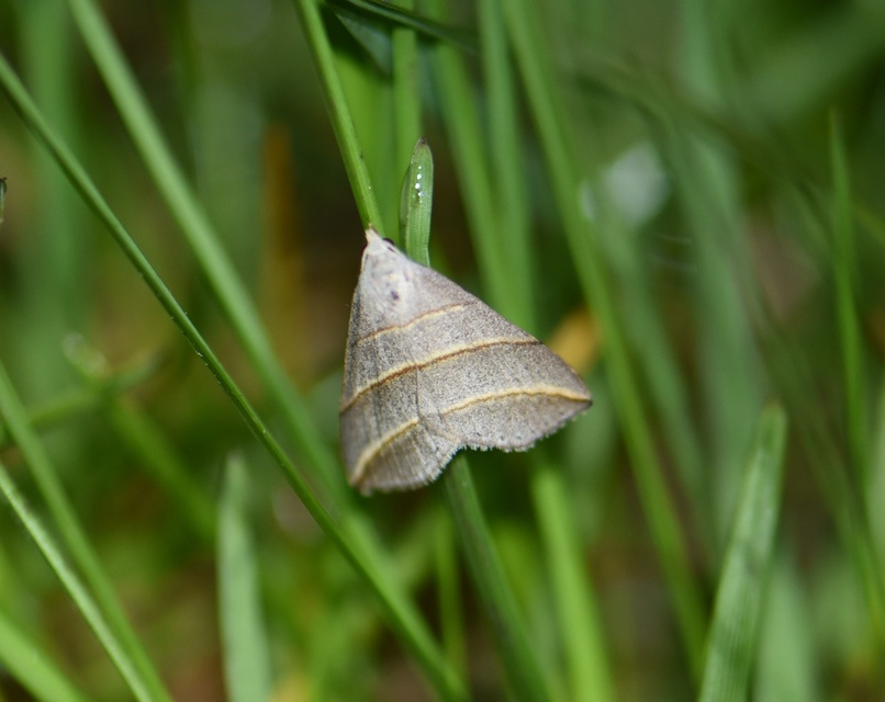 Colobochyla salicalis - háromsávos törpebagoly