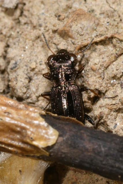 Notiophilus rufipes - vöröslábú szemesfutó