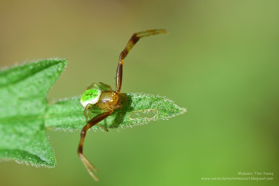 Ebrechtella tricuspidata - alakoskodó karolópók