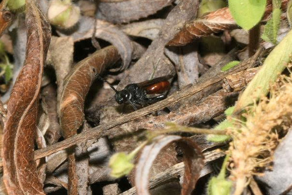 Sphecodes