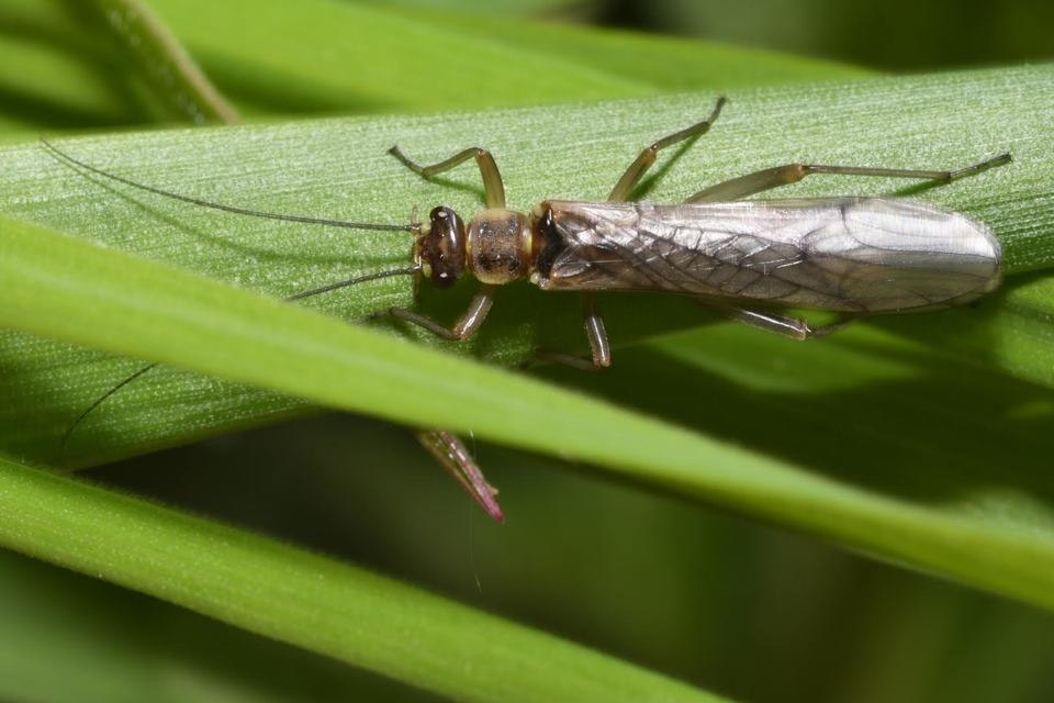 Plecoptera - Álkérészek