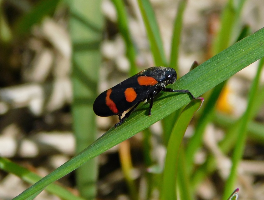 Cercopis arcuata/sanguinolenta