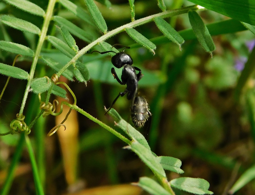 Camponotus vagus - fekete lóhangya
