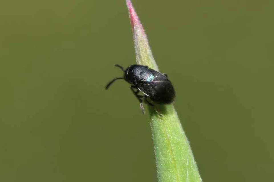 Encyrtidae - szivárvány-fémfürkészek