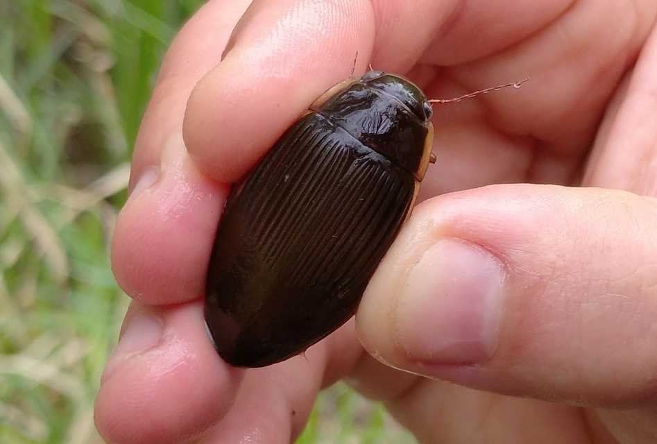 Dytiscus dimidiatus - tompacsípős csíkbogár