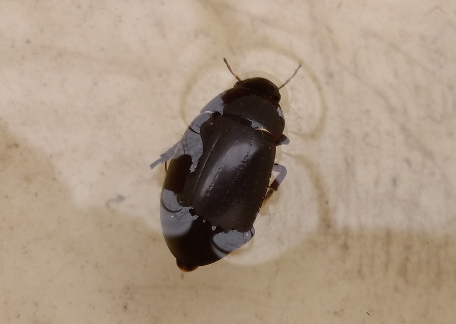 Hydrochara caraboides - kis csibor