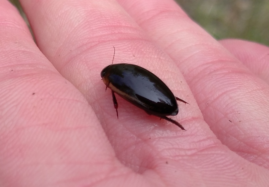Hydaticus seminiger - fekete mocsáricsíkbogár