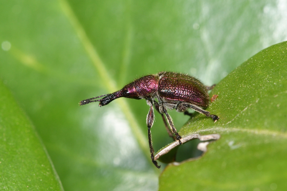 Rhynchites auratus - aranyos eszelény Rhynchites auratus - aranyos eszelény