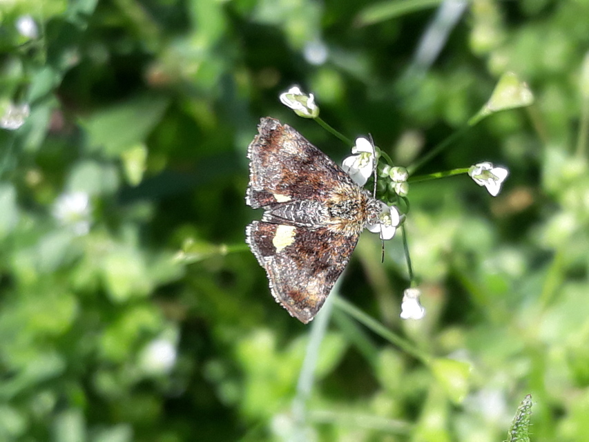 Panemeria tenebrata - apró sárgabagoly