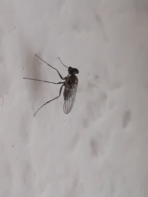 Medetera