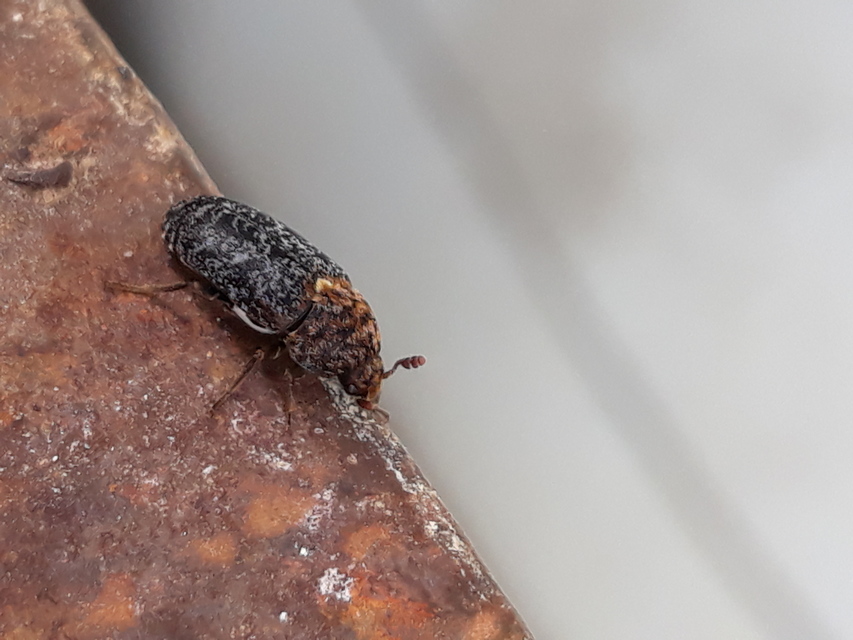Dermestes undulatus - márványos porva Dermestes undulatus - márványos porva