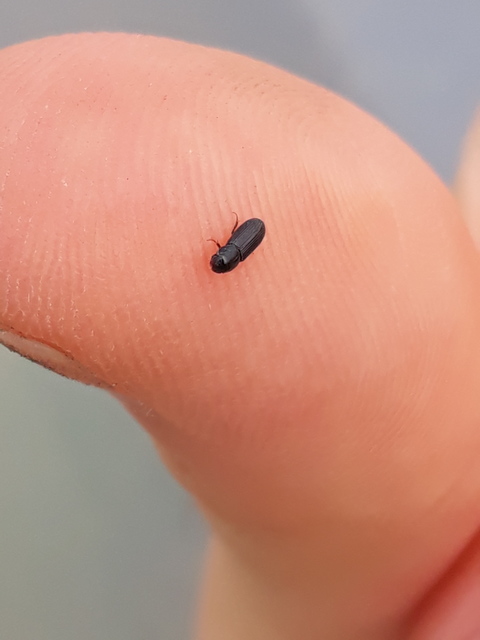 Pleurophorus caesus - hengeres trágyabogár