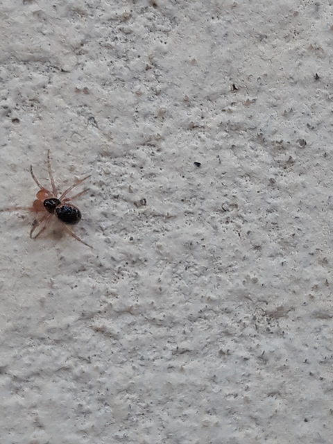 Sardinidion blackwalli