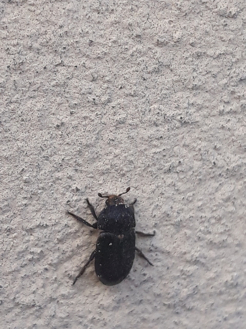Dermestes laniarius - gyászos porva