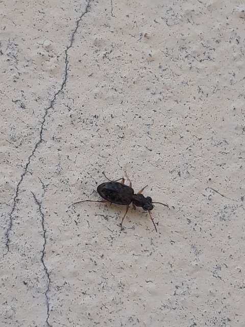 Asaphidion flavipes - közönséges sárfutó
