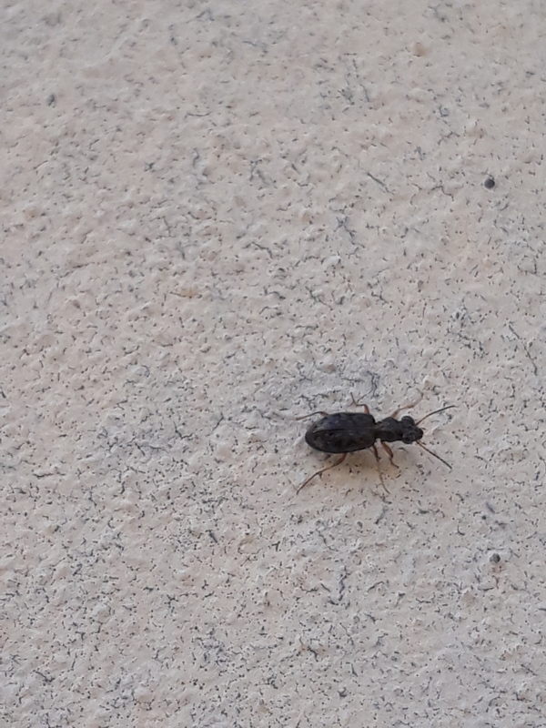Asaphidion flavipes - közönséges sárfutó