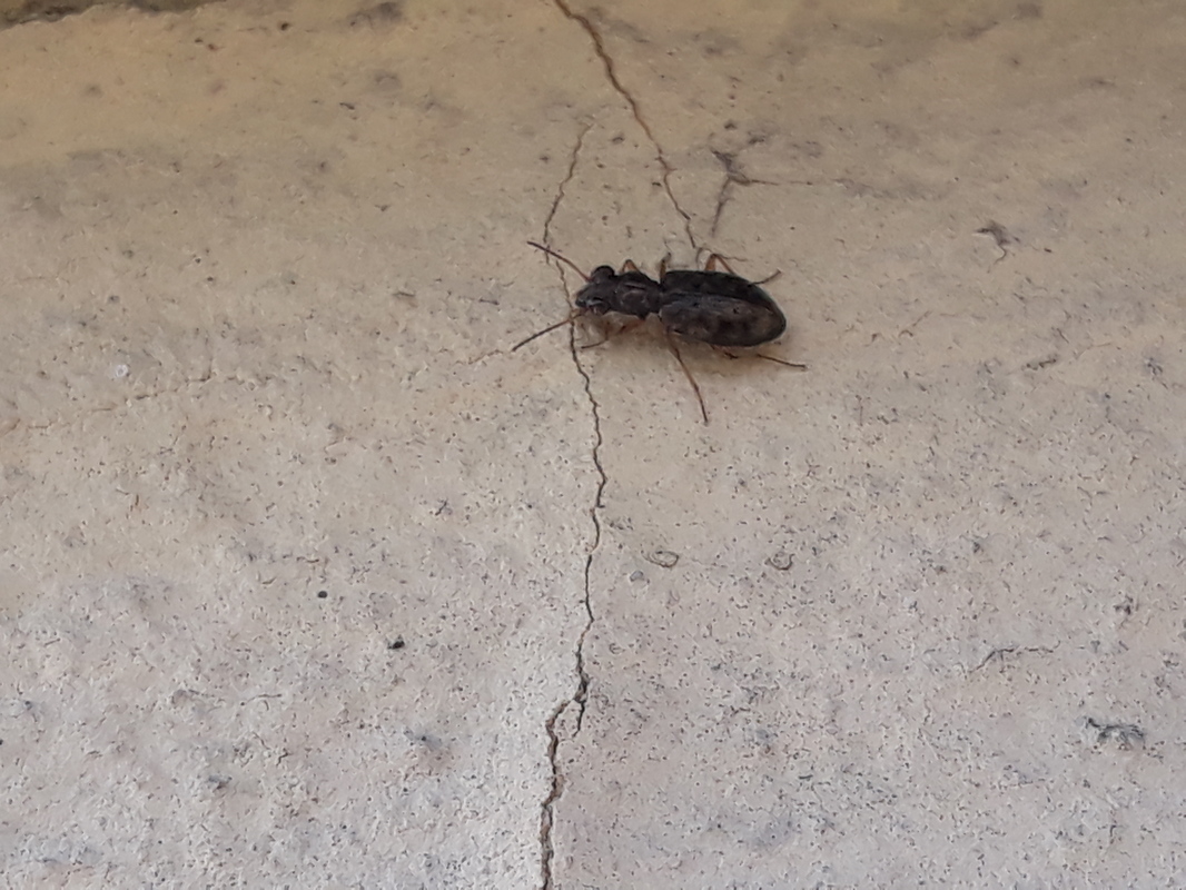 Asaphidion flavipes - közönséges sárfutó