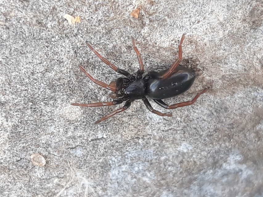 Trachyzelotes pedestris - vöröslábú gyászpók
