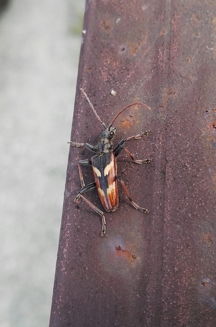 Rhagium bifasciatum - kétcsíkos tövisescincér