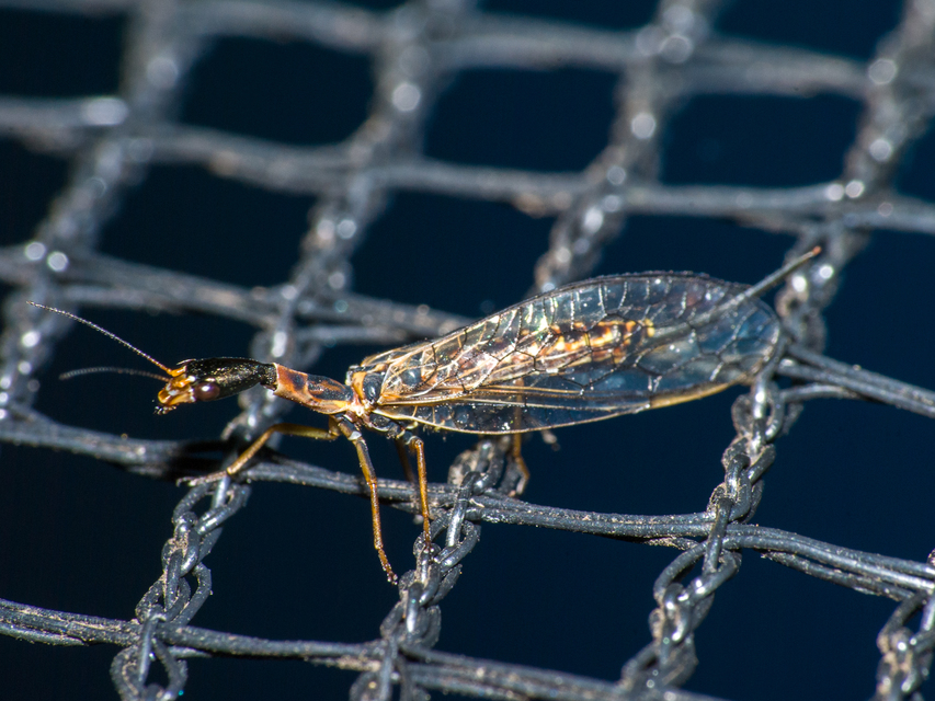 Raphidioptera - Tevenyakú-fátyolkák
