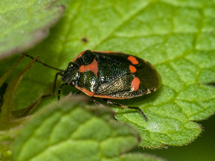 Eurydema oleracea - paréjpoloska Eurydema oleracea - paréjpoloska