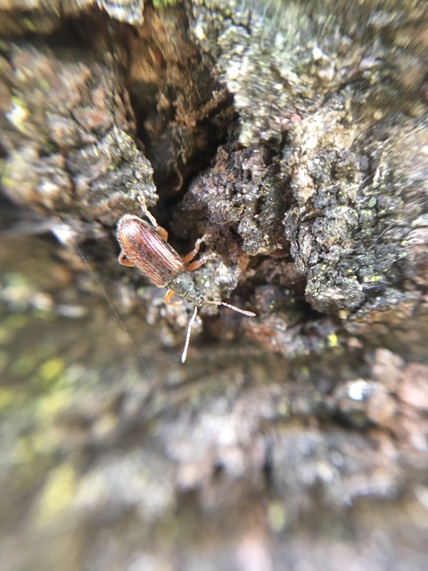 Phyllobius oblongus - közönséges levélormányos